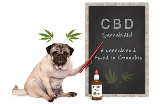 CBD Oil for Dogs: Benefits, Risks, and Dosage Recommendations